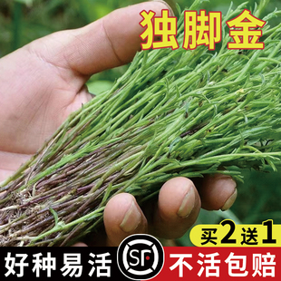 独脚金种子籽疳积野生草种籽独脚疳黄花草清米虫阳台庭院四季播种