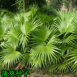 新采林木种子蒲葵种子  别称 扇叶葵种子 葵树种籽  风景树种子