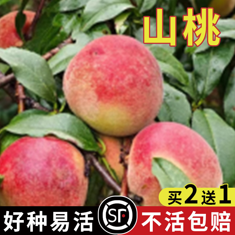 山桃种子京桃种子 山桃核工艺品原材料 新疆京桃核 北方京桃种子