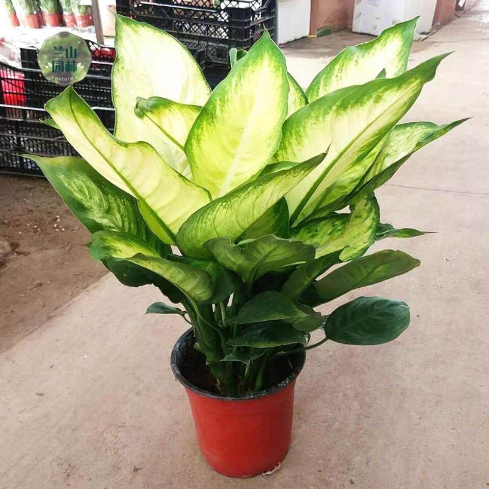 盆栽土培水培植物甲醛克星玛丽安银皇后万年青盆栽绿植净化空气