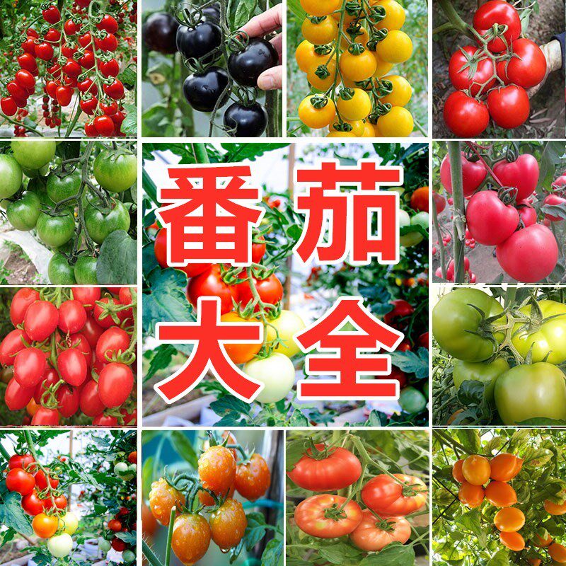 矮生盆栽番茄种子草莓蔬菜种孑苗樱桃小西红柿圣女果四季春阳台籽