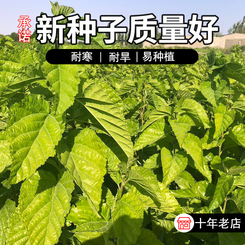 大叶蚕桑种子 强桑一号 养蚕喂蚕桑叶树种子 农桑14号 饲料桑葚籽