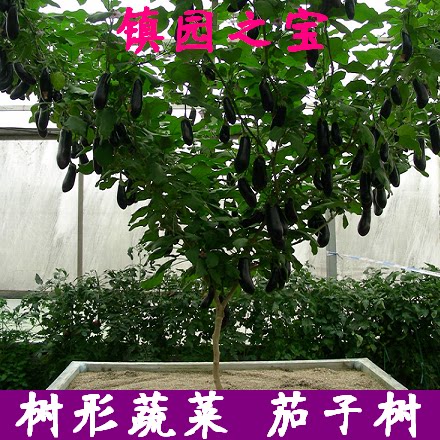 茄子树种子 特色蔬菜茄子树  树形蔬菜