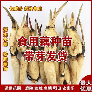 食用莲藕藕苗种根蔬菜粉脆籽根苗种孑荷花种籽藕种深水莲藕苗种