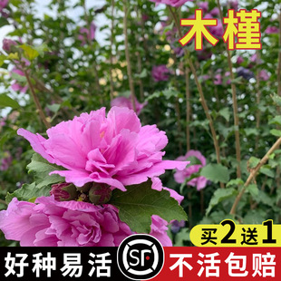 木槿种子 红花木槿种子 重瓣 朱槿 绿化林木苗木植物树种子