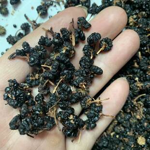 美洲商陆种子1斤绿肥吸纳重金属垂序十蕊果园护坡草种籽