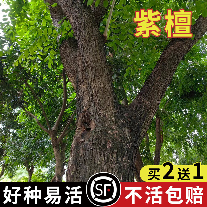 出售印度紫檀进口林木种子  檀香紫檀树种子小叶紫檀木种子