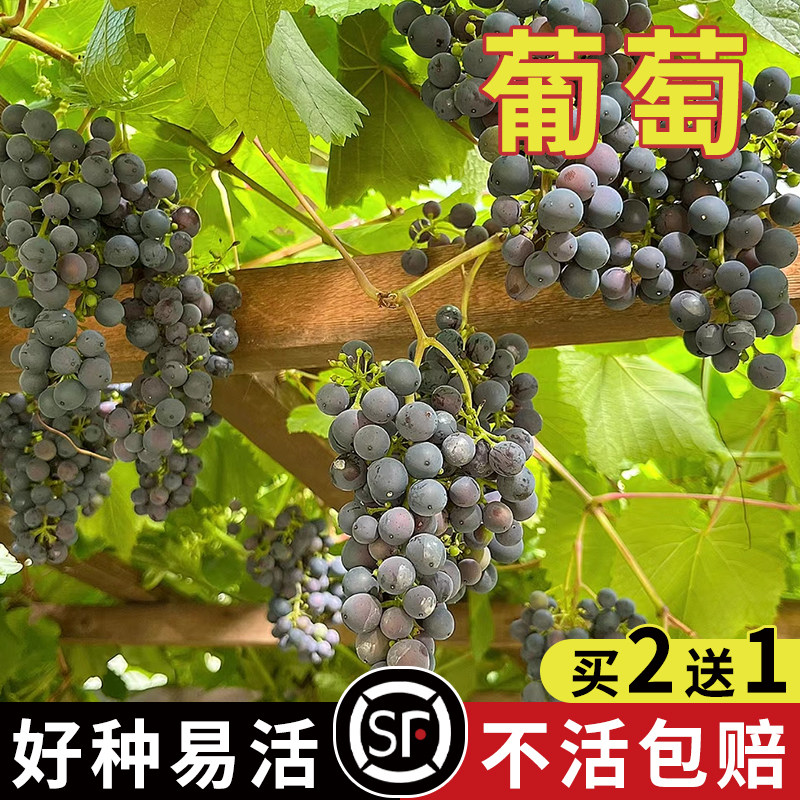 葡萄种子 蔬菜 盆栽果树阳台水果结果葡萄种子 提子种子 花卉种子