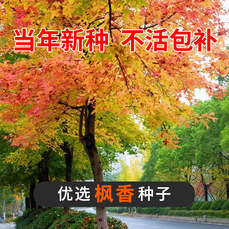 枫香种子 枫香树种子 绿化苗木林木苗木 风景树阳台花卉种籽