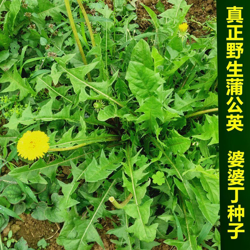 野生蒲公英种子种籽四季婆婆丁春秋冬季野菜种孑药盆栽蔬菜青菜