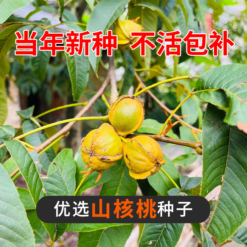 新采山核桃种子野生核桃树种子薄皮核桃树品种核桃种子山核桃种子