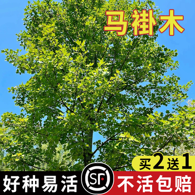 当年新采马褂木树种子子双飘树种子行道树园林绿化鹅掌楸种籽