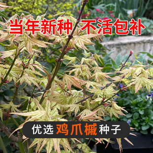 鸡爪槭树团扇枫羽毛枫鸡爪槭流泉约旦黄金枫马洋亭下一物一拍