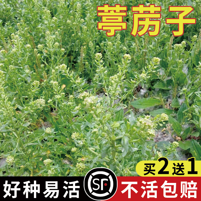 云南野生材葶苈子 葶力种子 停力子 500g