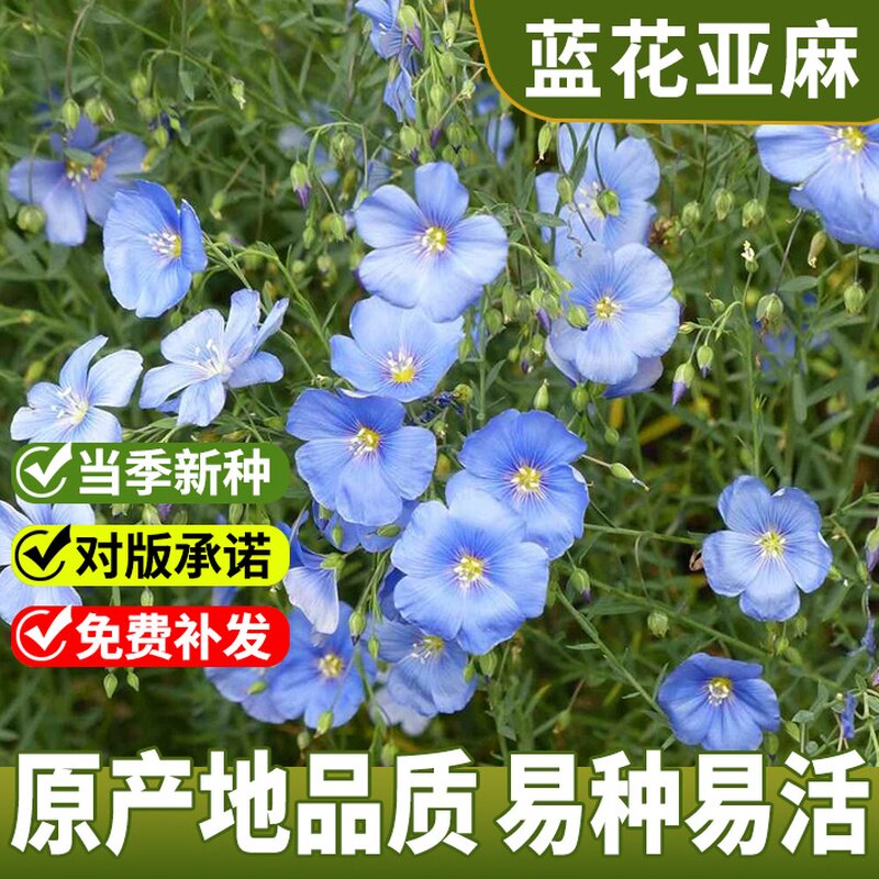 蓝花亚麻种子多年生兰花亚麻籽蓝色花卉花海景观矮生草花四季播种