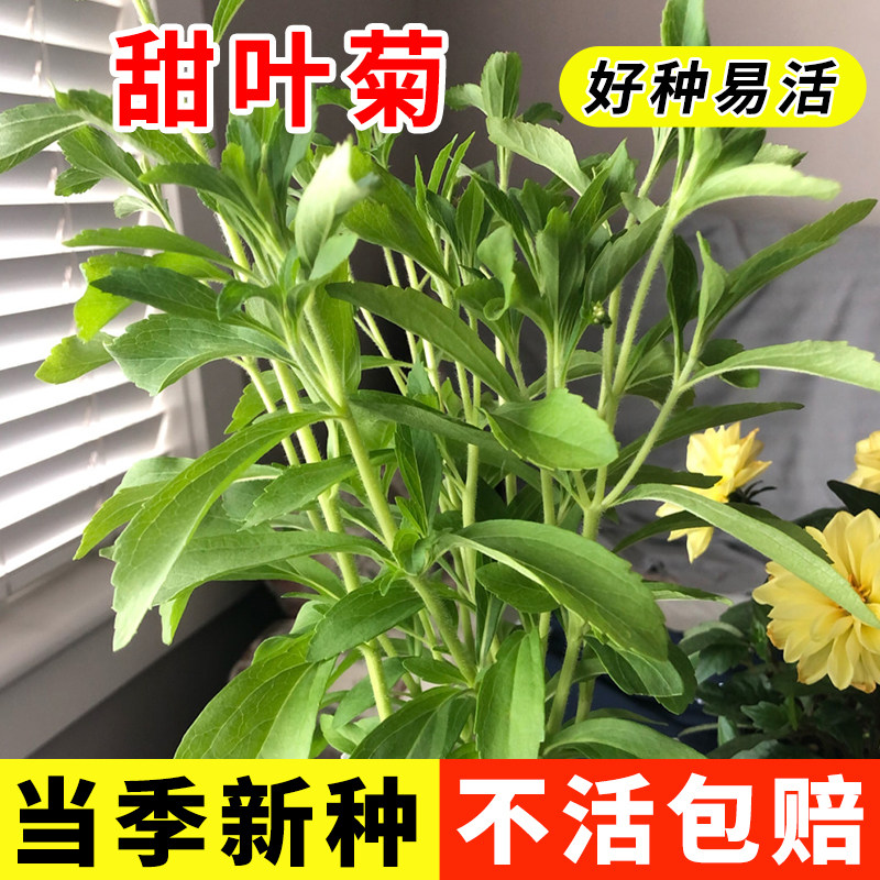 甜叶菊种子甜菊香草 甜菊叶花草茶 阳台花卉四季播种蔬菜种籽