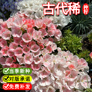 古代稀花籽一年四季都开花易活秋天种的花适合种院子里的花种子