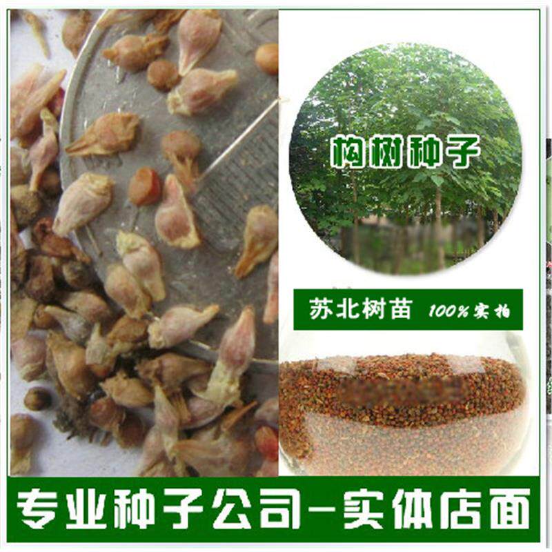 构树种子 构树树苗种子 构树苗种子 优质构树种子 林木种子