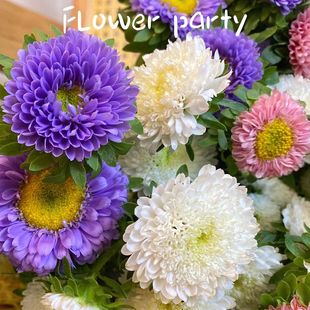 重瓣翠菊花籽混色花种籽子适合庭院子里种的四季播种开花易活种孑