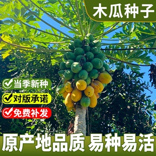 番木瓜种子甜瓜树种子红心木瓜种子红心牛奶木瓜籽树上熟薄皮多汁