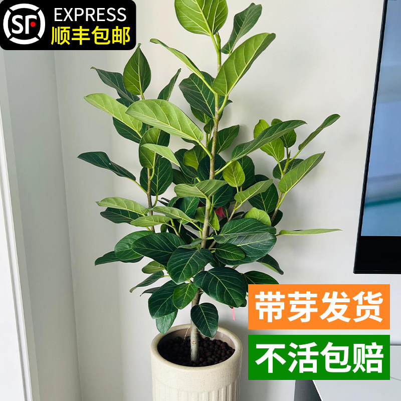 大榕树盆景办公室内桌面客厅绿植物花卉人参榕四季常青小榕树盆栽