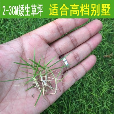 草坪种子狗牙根进口四季青护坡草百慕大草种籽绿化草皮种子