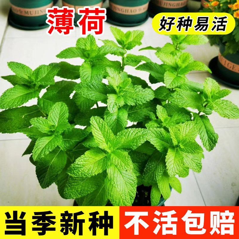 薄荷可食用种子留兰香柠檬苗猫薄荷四季播种室内阳台盆栽花种籽子