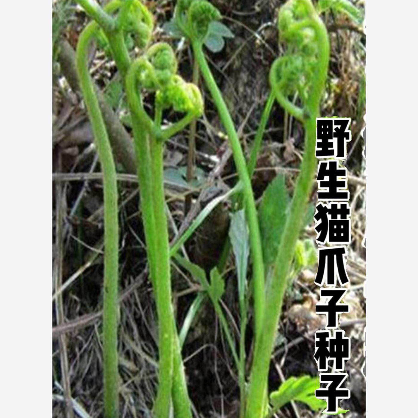 野生猫爪子种子东北山野菜唐松菜种籽刺嫩芽蕨菜猴腿蔬菜种子