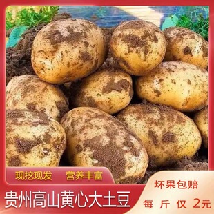 包邮 贵州威宁2024新土豆马铃薯洋芋大号农家自种10斤 黄心土豆