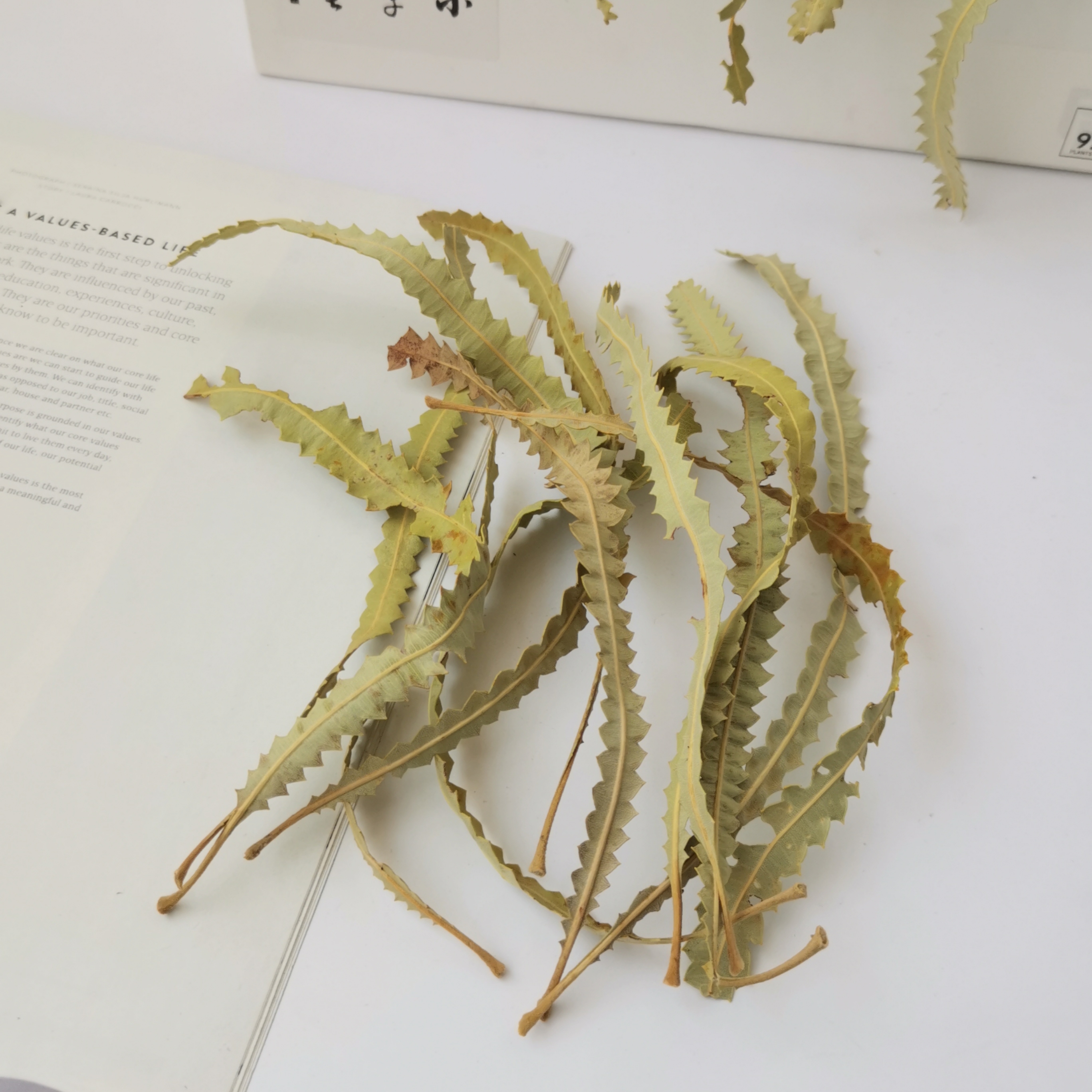 【班克木叶】天然进口植物叶子 自然凌乱风鱼缸造景植物标本收集