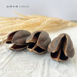 天然植物果壳 手工diy幼儿环创植物墙标本收集鱼缸造景 剑麻壳