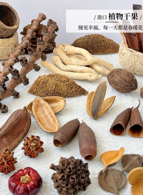 南美缸造景植物果壳进口刺猬壳海参壳小南瓜拍摄道具装饰摆饰鱼缸