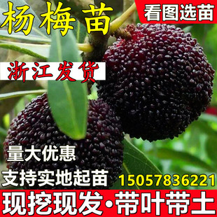 正宗嫁接东魁杨梅树苗荸荠黑炭杨梅耐寒南北方种植果树苗当年结果