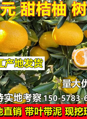 甜桔柚树苗建阳桔柚成活率高