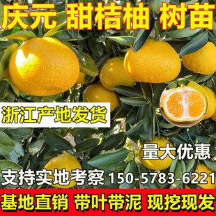 甜桔柚树苗高糖建阳庆元甜橘柚苗嫁接桔柚苗庭院盆地栽当年结果