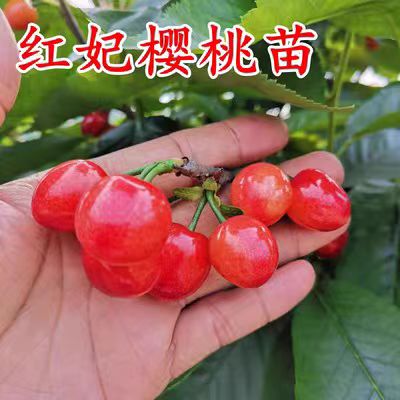 樱桃树苗红妃大樱桃树苗樱桃嫁接苗车厘子苗玛瑙红樱桃苗当年结果