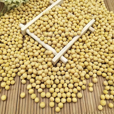 新豆小金黄690黄豆发豆芽做纳豆珍珠粒小黄豆农家自种1份5斤包邮