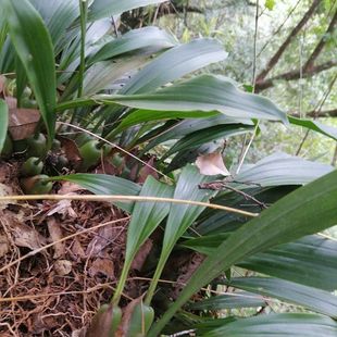 云南新鲜现采石橄榄石斛石橄榄煲汤石仙桃双叶大叶批发