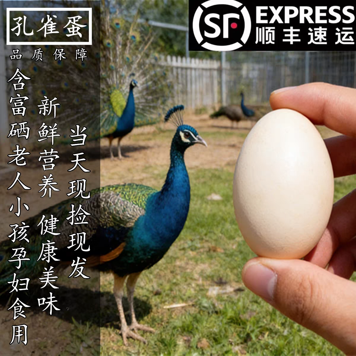 孔雀蛋食用新鲜营养新鲜孔雀蛋