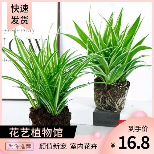 土培植物庭院植物销量排行榜 土培植物庭院植物品牌热度排名 小麦优选