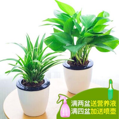 黛瑞安娜猪笼草小虫草堂食虫植物盆栽巨型扑捕苍蝇大型超大驱蚊 小虫草堂 食虫植物 淘优券