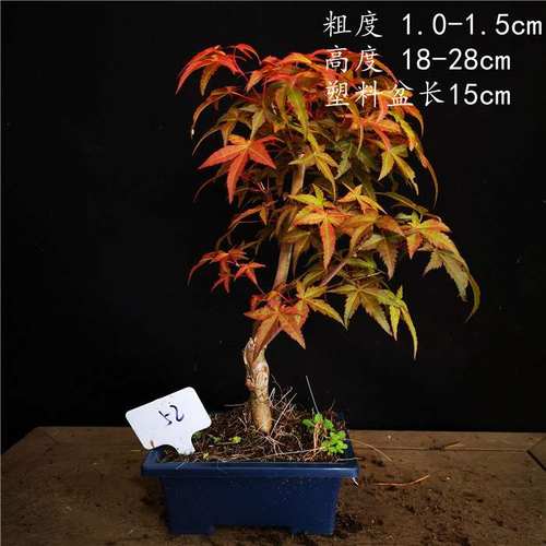 红枫出猩猩价格 红枫出猩猩图片 星期三