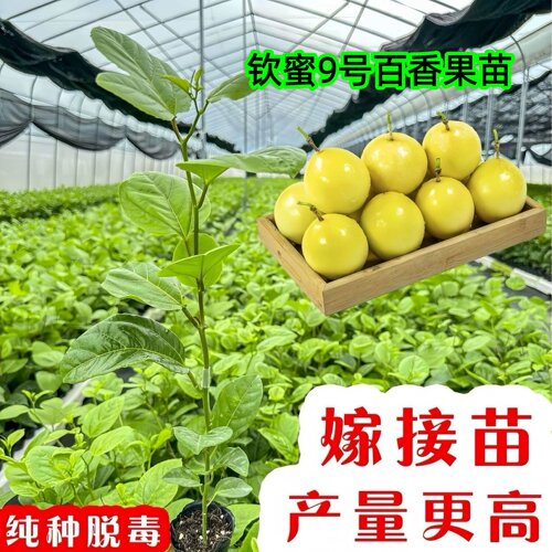 钦蜜9号百香果苗黄金树苗嫁接苗爬藤四季结果纯甜大百香果苗盆栽
