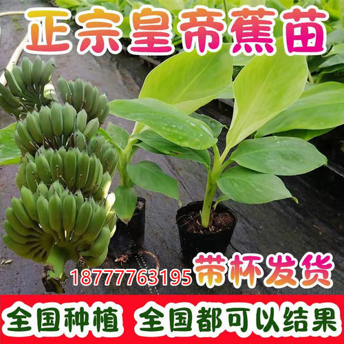 皇帝蕉树苗四季结果带土产量高