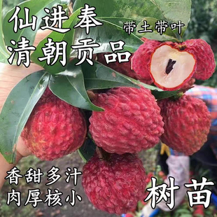 正宗增城仙进奉荔枝树苗 观音绿荔枝苗 广西嫁接苗盆栽当年结果