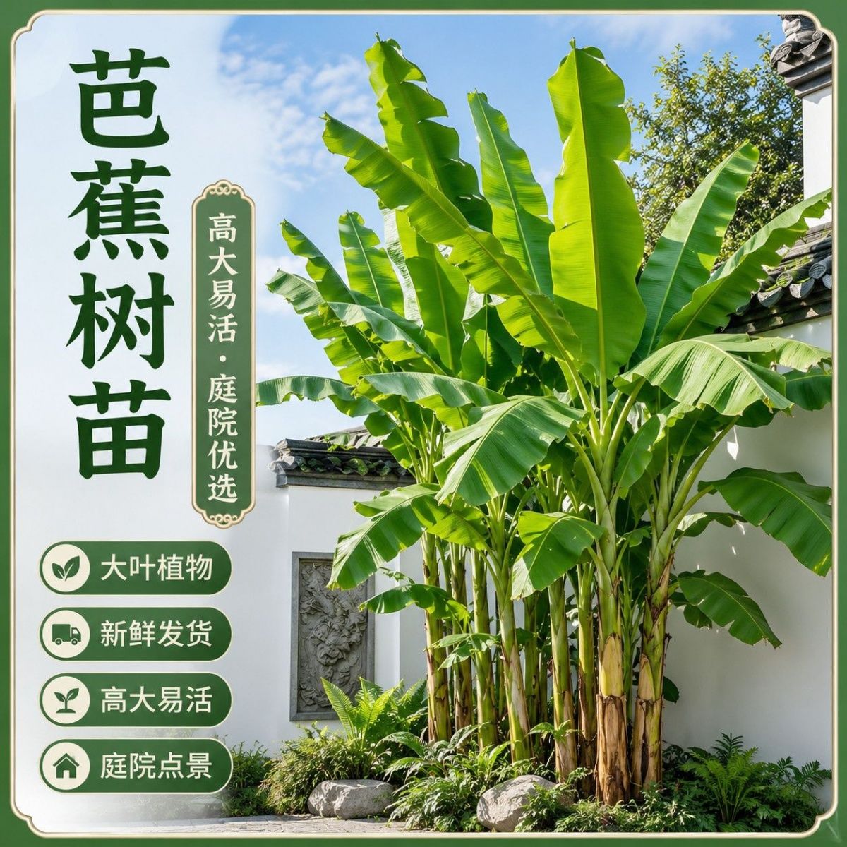 芭蕉树苗芭蕉树盆栽绿植耐寒庭院大型室外北方好养别墅大叶植物图片