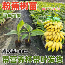 粉蕉树苗芭蕉树小米蕉苗皇帝焦蕉红蕉中蕉九号带土阳台金粉一号苗