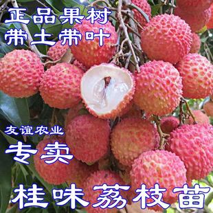 桂味荔枝树苗嫁接无核妃子笑仙进奉大苗盆栽庭院广西南方果树苗木