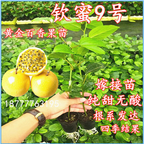 百香果苗常绿四季结果钦蜜九号树