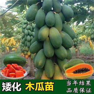 黄金木瓜红肉水果木瓜苗树四季矮化红心木瓜果苗南方种植当年结果